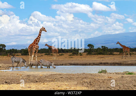 Drei Netzgiraffen, Giraffa camelopardalis reticulata, warten, während Zebras aus dem Wasserloch trinken. Ol Pejeta Conservancy, Kenia, Afrika Stockfoto