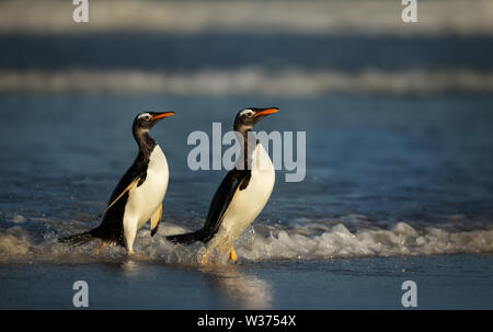 Zwei Gentoo Penguins Rückkehr aus dem Ozean, Falkland Inseln. Stockfoto