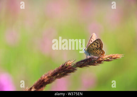 Schmetterling Silber - verzierte Blau sitzen auf dem Trockenen blade Close up in sonniger Tag. Sommer Insekt. Sonnenstrahlen leuchten auf kleinen Schmetterling sitzt auf Klinge aus Gras Stockfoto