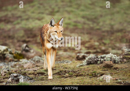 Nahaufnahme eines seltenen und gefährdeten äthiopischen Wolf (Canis simensis) Kreuzung Bale Berge, Äthiopien. Stockfoto