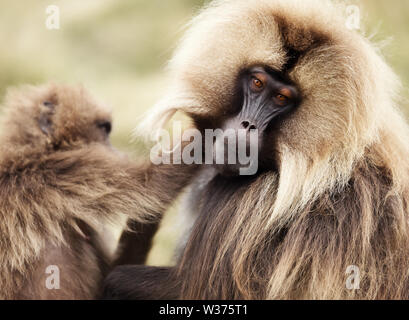 Nahaufnahme von grooming Gelada Affen, Simien Berge, Äthiopien. Stockfoto