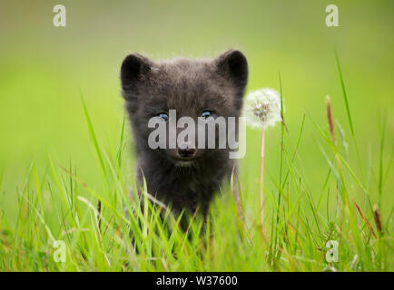 In der Nähe der arktischen Fuchs (Vulpes lagopus) Cub an einem Löwenzahn, Island. Stockfoto