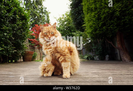 Nahaufnahme eines Ingwer Katze sitzt auf der Holzterrasse im Garten. Stockfoto