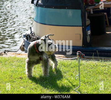 Ein Hund gefesselt in der Nähe zu einem Hausboot am Ufer vertäut Stockfoto