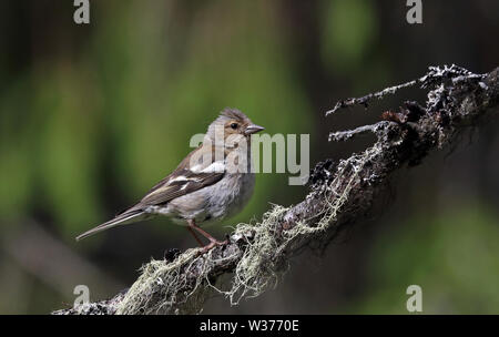 Buchfink, gewöhnlicher Buchfink, Fringilla coelebs, Weibchen sitzend auf Ast mit Flechten Stockfoto
