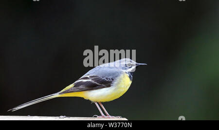 Graue Bachstelze, Motacilla cinerea Stockfoto