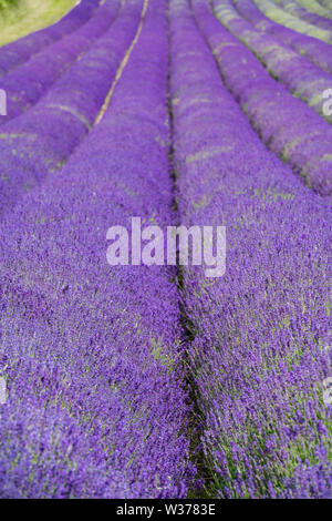 Schöne Kentish Lavendelfelder, zur Ernte bereit, ihr helles Lila und violetten Farbtönen an einem sonnigen Tag im Juli Sommer kurz vor der Ernte. Stockfoto