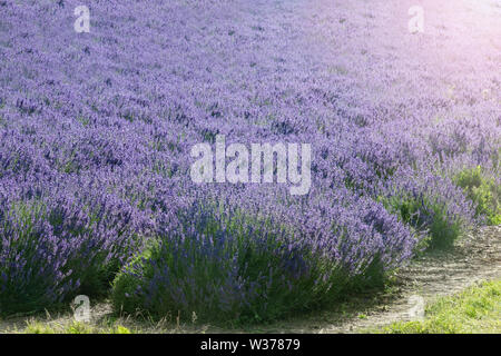 Schöne Kentish Lavendelfelder, zur Ernte bereit, ihr helles Lila und violetten Farbtönen an einem sonnigen Tag im Juli Sommer kurz vor der Ernte. Stockfoto