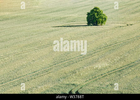 Ein einzelner, einsamer Baum in einem Feld von Weizen mit abstrakten Traktor reifen Marken - Kentish Felder, England. Viel Platz und Raum für Kopieren. Stockfoto