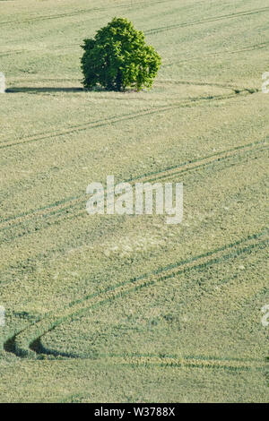 Ein einzelner, einsamer Baum in einem Feld von Weizen mit abstrakten Traktor reifen Marken - Kentish Felder, England. Viel Platz und Raum für Kopieren. Stockfoto