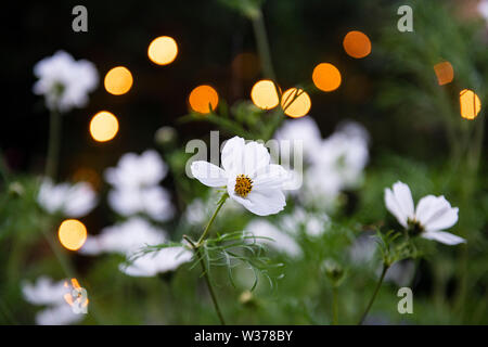 Eine weiße Kosmos Blume in einem städtischen Garten bei Nacht immer mit hübschen Lichter im Hintergrund Stockfoto