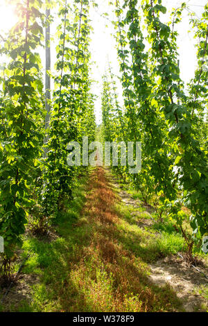Hopfen wächst im Sommer in einer Kentish hop Garten, England Stockfoto