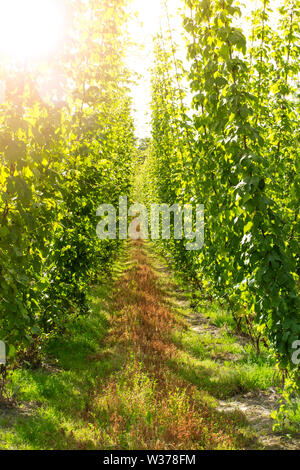 Hopfen wächst im Sommer in einer Kentish hop Garten, England Stockfoto