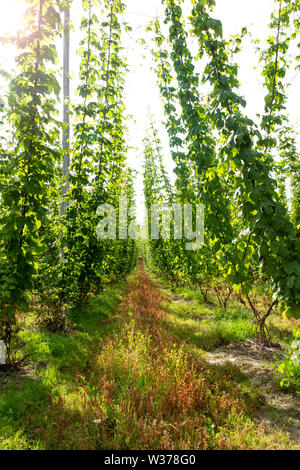 Hopfen wächst im Sommer in einer Kentish hop Garten, England Stockfoto