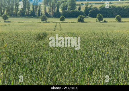 Weizen reift in Kent, England Stockfoto