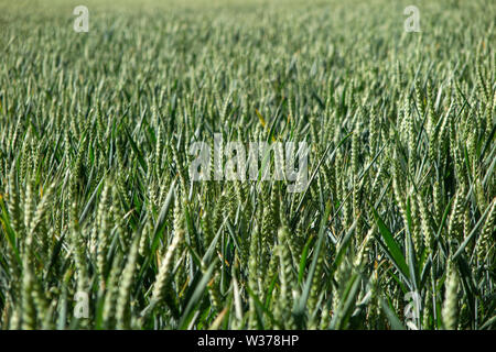 Weizen reift in Kent, England Stockfoto