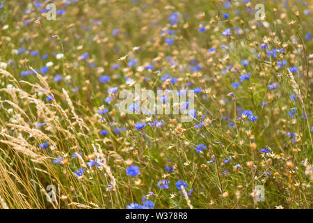 Bereich der blaue Kornblume (Centaurea cyanus) und Weizen, Litauen Stockfoto