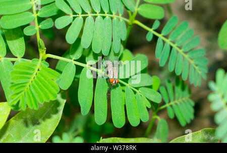 Nahaufnahme des gemeinsamen Hauses Fliegen sitzen auf grüne Blätter, Haus fliegen in einem Garten. Stockfoto