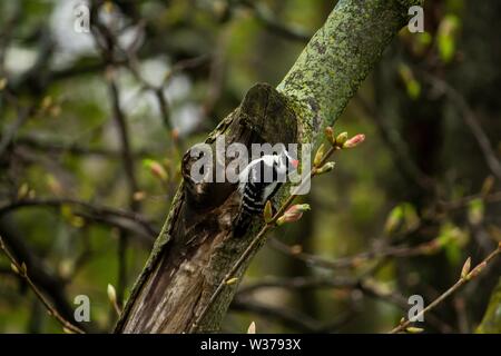 Nahaufnahme eines schönen Elfenbeinspechtes, der auf einem Baum sitzt Mit unscharfem, natürlichem Hintergrund Stockfoto