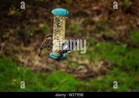 Nahaufnahme von zwei schönen Finken sitzen auf einem Vogelfutterhäuschen mit Ein verschwommener grasiger Hintergrund Stockfoto