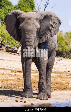 Nahaufnahme eines afrikanischen Elefanten, der auf das Ufer des Flusses in Botswana in die Kamera starrt Stockfoto