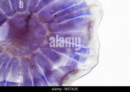 Eine Blaue Qualle, Cyanea lamarckii, gefunden am Chesil Beach in Dorset gewaschen und fotografiert auf einem weißen Hintergrund. Dorset England UK GB Stockfoto