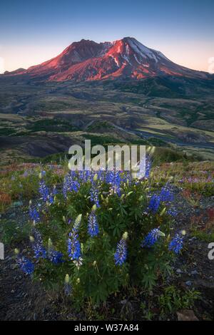 Die atemberaubende Aussicht auf den Vulkan und erstaunliche Tal der Blumen. Harry's Ridge Trail. Mount St. Helens National Park, South Cascades in Washington Stockfoto