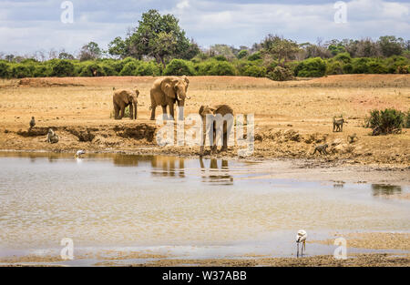 Herde von afrikanischen Elefanten auf Savannah Plains in Tsavo East Park, Kenia