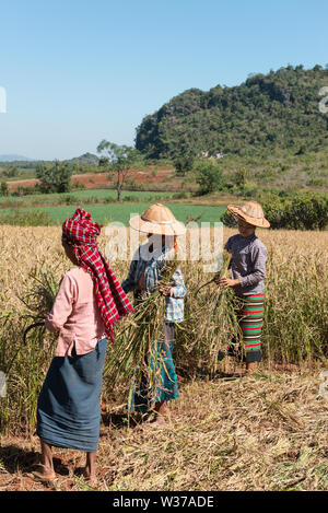 INLE SEE, MYANMAR - 28. NOVEMBER 2018: Vertikale Bild von lokalen burmesischen Frau am Reisfeld arbeiten in Myanmar Inle See in der Nähe von Stockfoto