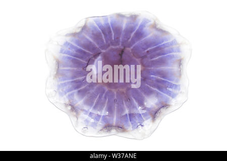 Eine Blaue Qualle, Cyanea lamarckii, gefunden am Chesil Beach in Dorset gewaschen und fotografiert auf einem weißen Hintergrund. Dorset England UK GB Stockfoto