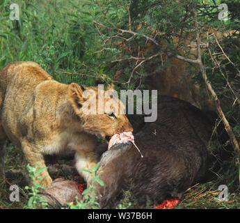 Ein wilder Junge cub Nehmen seiner biegen Sie an Schlemmen auf frisch getötet Spiel als die Mutter Löwin Wache steht. Auf Safari in Südafrika fotografiert. Mehr Stockfoto