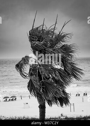 Gulf Shores, AL USA - 05/09/2019 - Palme am Strand mit stürmischen Himmel Stockfoto