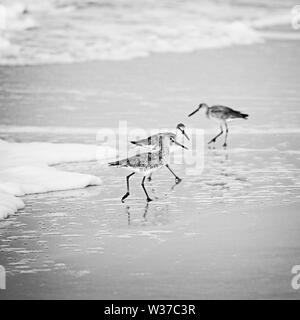 Gulf Shores, AL USA - 05/10/2019 - Shorebirds auf der Suche nach Nahrung in B&W Stockfoto