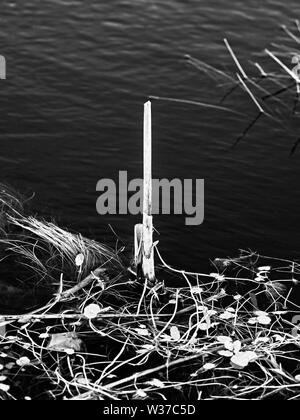 Gulf Shores, AL USA - 05/08/2019 - Stick & Unkraut in einem Teich in B&W Stockfoto