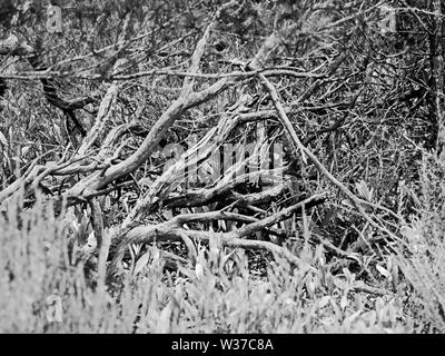 Gulf Shores, AL USA - 05/08/2019 - Äste im Sumpf B&W Stockfoto