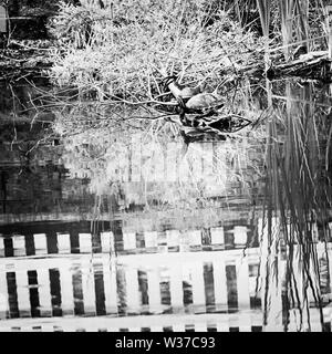 Gulf Shores, AL USA - 05/11/2019 - Schildkröte im Teich weißen Zaun B&W Stockfoto