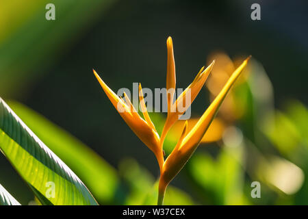 Strelitzia reginae oder Bird of paradise gelbe Blume Nahaufnahme Stockfoto