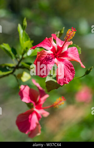 Rote Blume, Hibiscus Rosa Sinensis Nahaufnahme Stockfoto