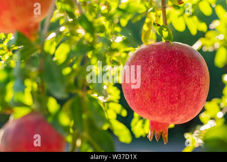 Reifer Granatapfel Obst auf einem Ast close-up Stockfoto