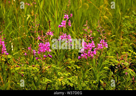 Schöne Fireweed Anlage im Südlichen British Columbia im Cariboo Region. Um 4:30 Uhr. Stockfoto