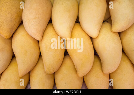 Stapel von frischem Gelb gerippt Thai mango Namen Mamuang Kaew auf Früchte shop in Bangkok, Thailand Abschaltdruck angezeigt. Mango Obst Hintergrund Stockfoto