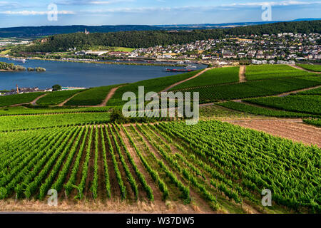 Mit Blick auf den Weinberg von der Seilbahn in Niederwalddenkmal Rüdesheim, Deutschland. Stockfoto