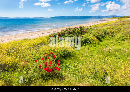 Klatschmohn wächst in der Nähe der Blackwater zu machrie an der Küste zu Fuß an der Kilbrannan Sound mit der Mull von Kintyre am Horizont, Isle of Arran, Arran Stockfoto