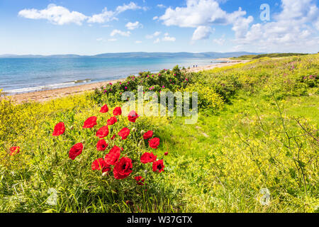 Klatschmohn wächst in der Nähe der Blackwater zu machrie an der Küste zu Fuß an der Kilbrannan Sound mit der Mull von Kintyre am Horizont, Isle of Arran, Arran Stockfoto