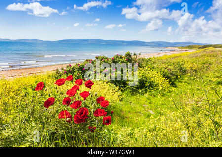 Klatschmohn wächst in der Nähe der Blackwater zu machrie an der Küste zu Fuß an der Kilbrannan Sound mit der Mull von Kintyre am Horizont, Isle of Arran, Arran Stockfoto