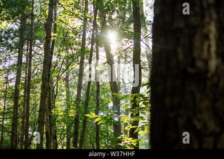 Sonne scheint durch die Waldbäume Stockfoto