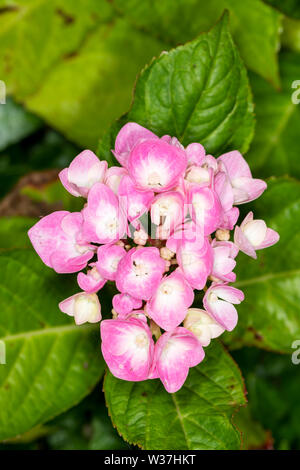 Nahaufnahme der Blüte eines Pink Hydrangea Stockfoto