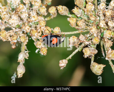Harlekin Marienkäfer (Harmonia axyridis), auch bekannt als die Asien Marienkäfer, auf der Blume Leiter der Queen Anne's Lace, diesem Marienkäfer ist eine invasive Arten Stockfoto