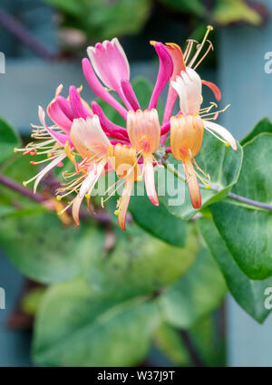 Schöne duftende Honigbohne-Blume, (Lonicera periclymenum), in voller Blüte Stockfoto