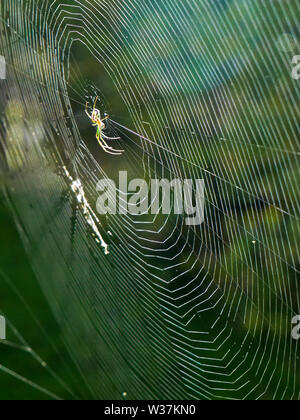 Eine Spinne auf dem Web mit verschwommenen Hintergrund vertikale Ausrichtung Stockfoto